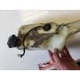 1KT 2MA Yamaha TZR250 two stroke oil tank reservoir