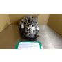 2TV Yamaha SDR200 engine #3
