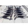 3XV Yamaha TZR250-SP RC Sugo DFR Ox exhausts