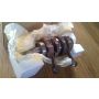 4DP 4TW Yamaha TZ250 crank - NEW rebuilt*