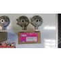 NF5 Honda RS250 cylinder heads x12