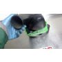 M301 Suzuki RG500 carb airbox snorkels
